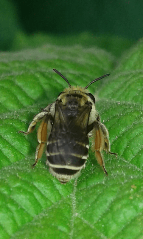 Andrena sp. (Apidae Andreninae)?
